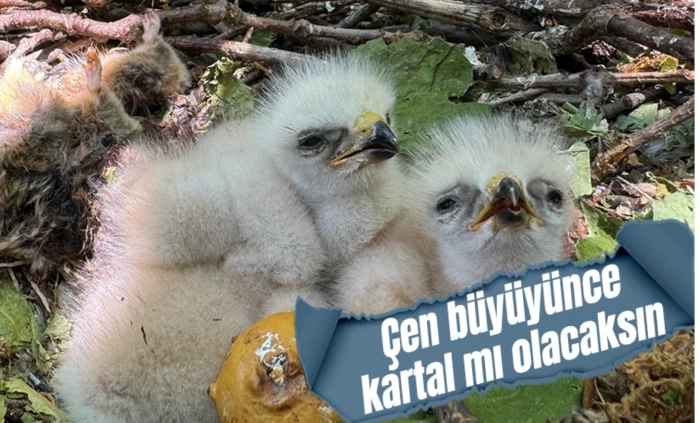 Bingöl ormanında kartal yavruları