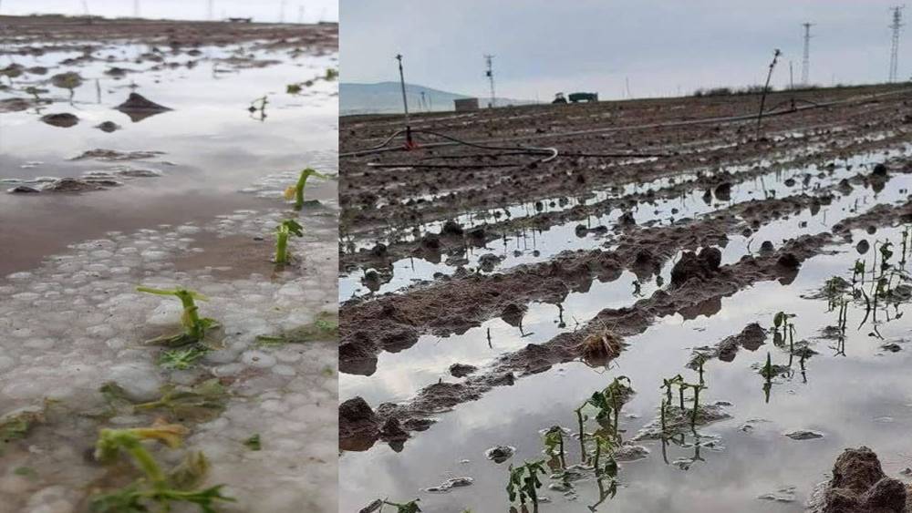 Aksaray'da Dolu Felaketi: Çiftçiler Mağdur Oldu