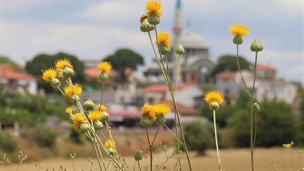  Tülüşah, Doğa Koruma Altında Yeniden Çiçek Açarak Göz Kamaştırıyor 