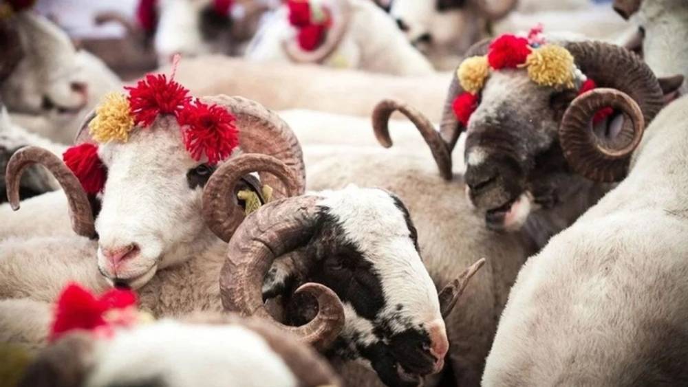 Kurban Bayramı nedeniyle Kesim Alanlarındaki Hareketlilik Devam Ediyor