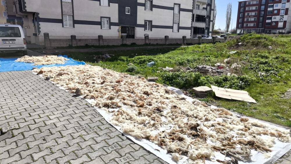 Kars'ta Yün Yıkama Geleneği Yeniden Hayat Buldu