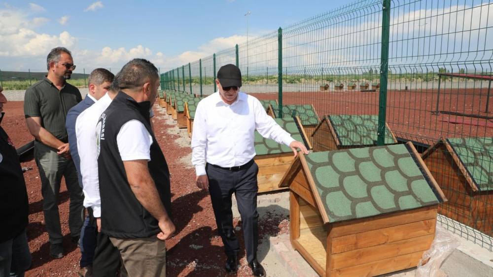 Sokak Hayvanları İçin Doğal Barınak Projesi Başlıyor