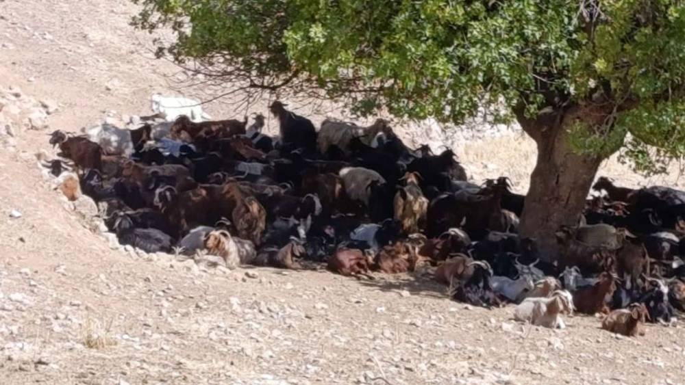  Batman'da Sıcaklar Hayvanları Zorluyor! 