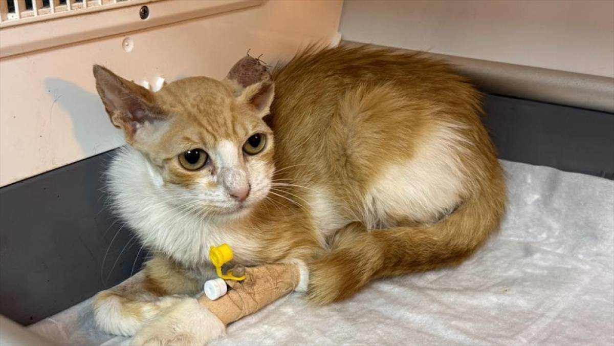 Enfeksiyon nedeniyle damağı çürüyen sahipsiz kedi, kıkırdaktan yapılan yamayla yaşama bağlandı