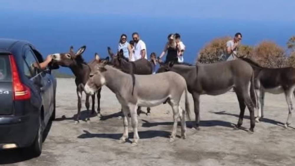 Yaban Eşekler’e Tartışmalı Toplama Yöntemi