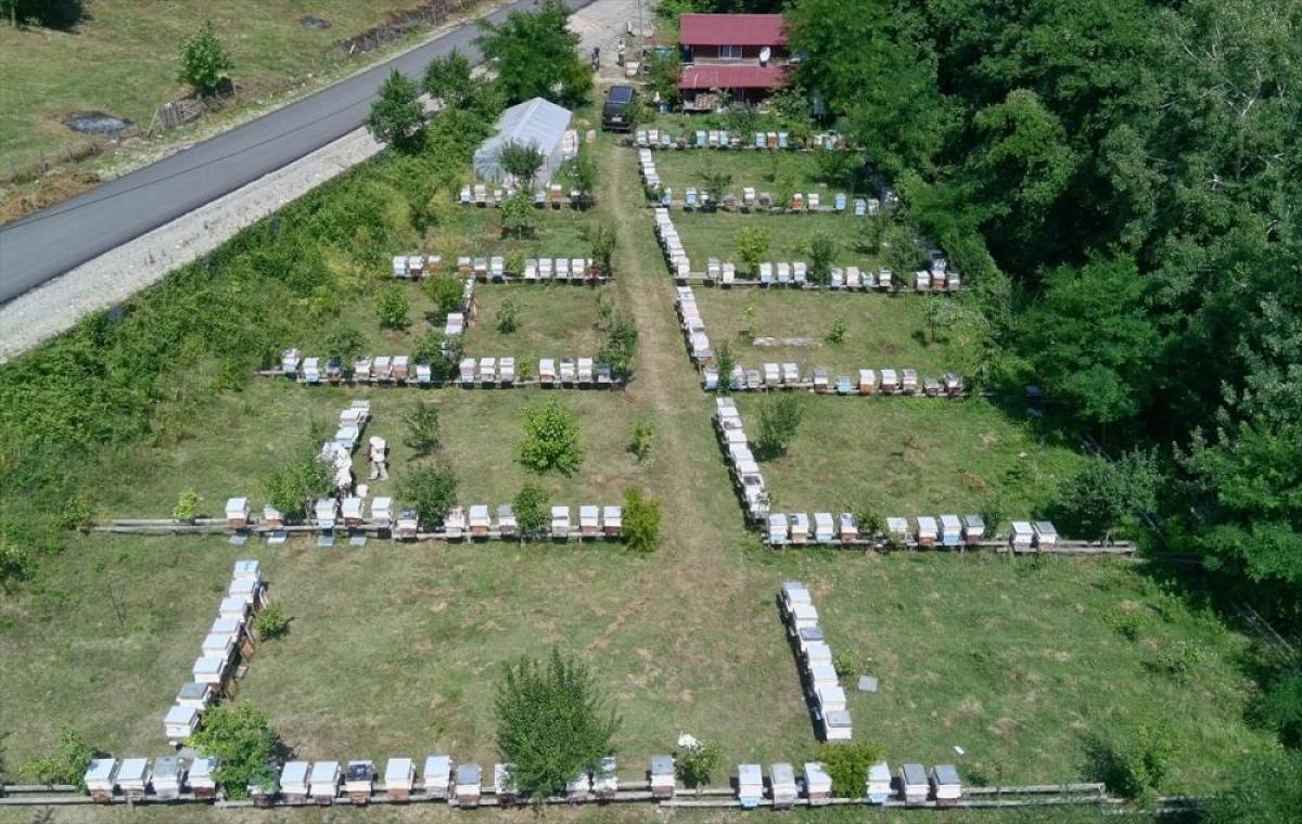 Gür ormanlarda üretilen tescilli Sinop kestane balının hasadı tamamlandı