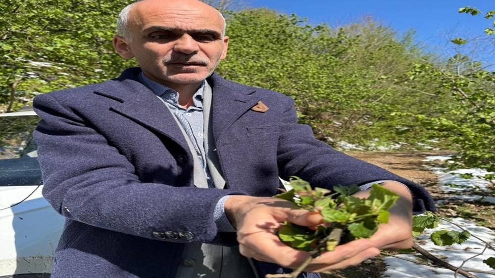  Türkiye'nin Fındık Rekoltesi Endişesi 