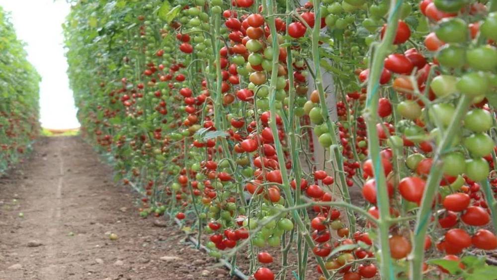 Isparta'dan Tarımda Yenilikçi Adım!