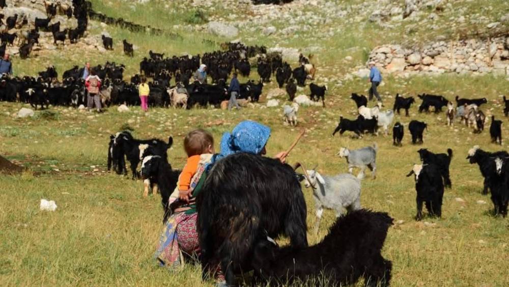  Yörüklerin Yayla Göçü Başladı 