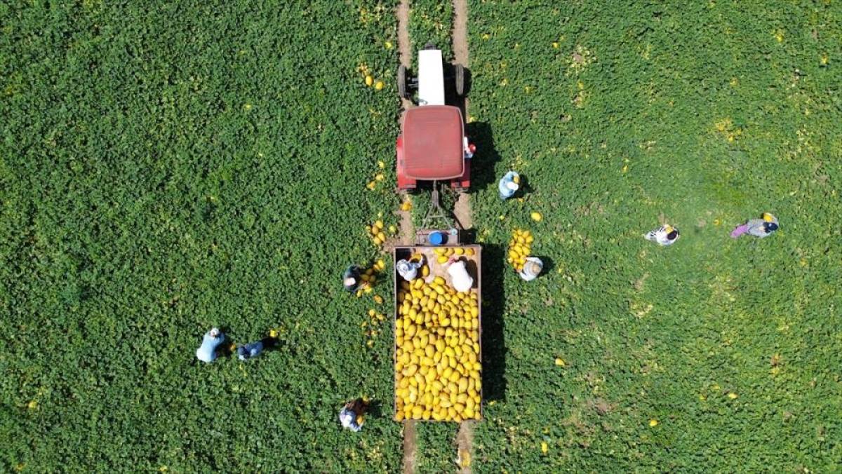 Bafra Ovası'nda 50 bin kavun rekoltesi bekleniyor