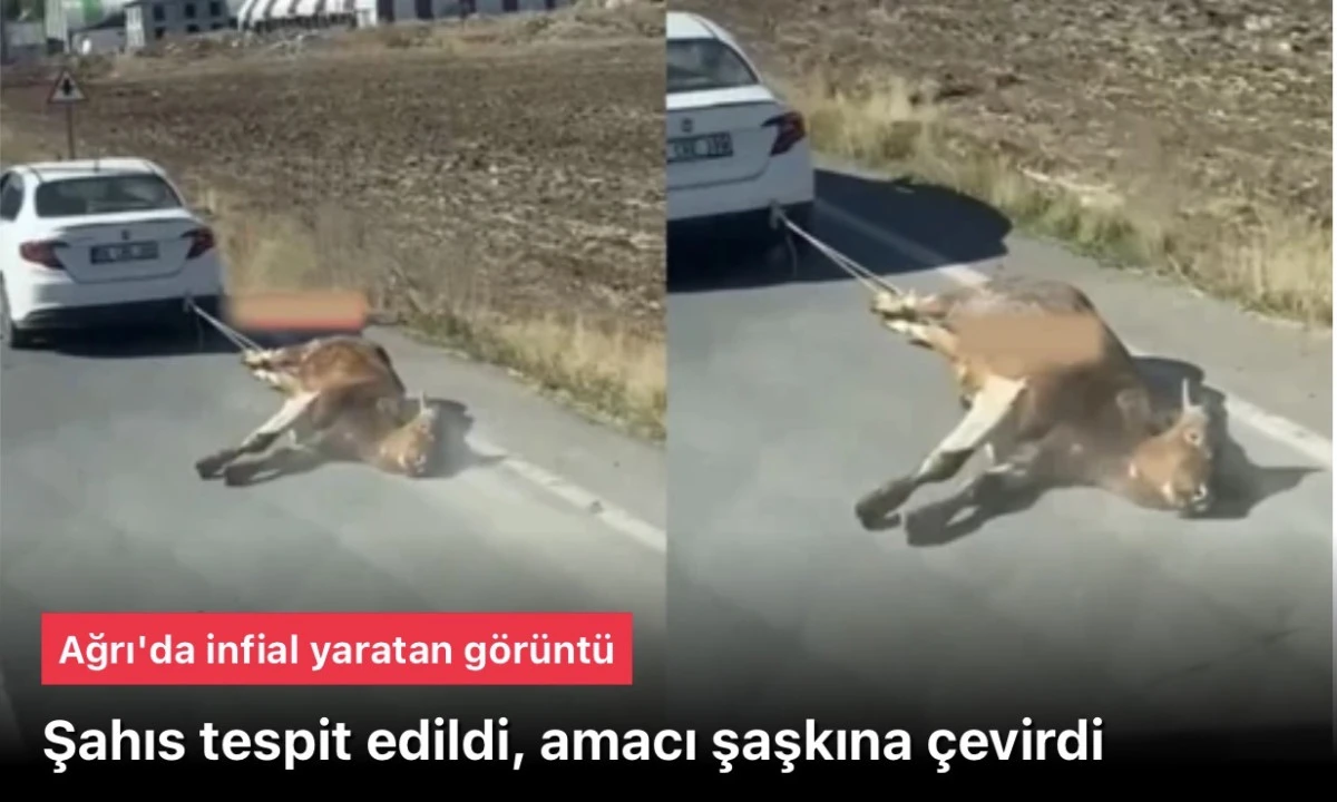 Ağrı'da bir şahıs ineğini arabasının arkasına bağlayıp sürükledi! Gerekçesi şaşkına çevirdi