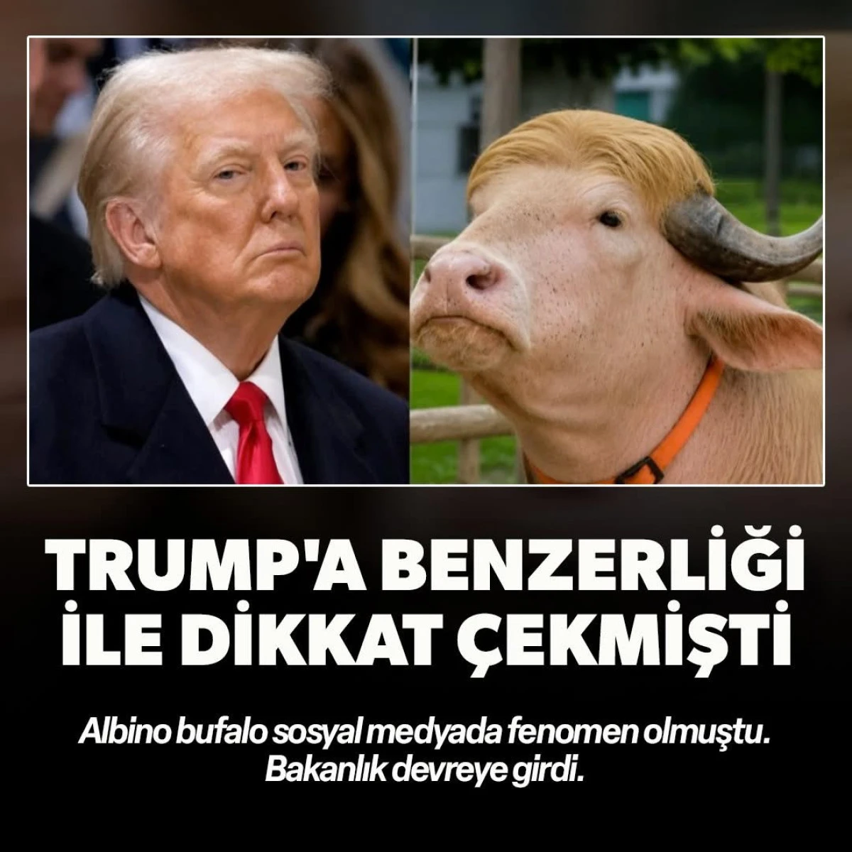 Bangladeş&rsquo;te Donald Trump&rsquo;a Benzetilen Albino Bufalo Kurtuldu! İ&ccedil;işleri Bakanı Devreye Girdi