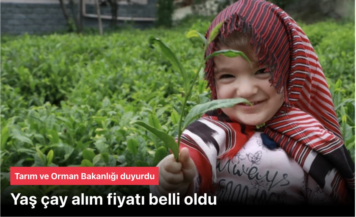 &Ccedil;ay alım fiyatı 35 lira olarak belirlendi