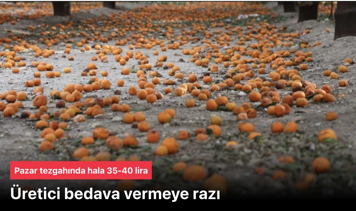 &Ccedil;ift&ccedil;i meyveyi sebzeyi bedavaya vermeye hazır! Mandalina bah&ccedil;elerinde toprak turuncuya d&ouml;nd&uuml;