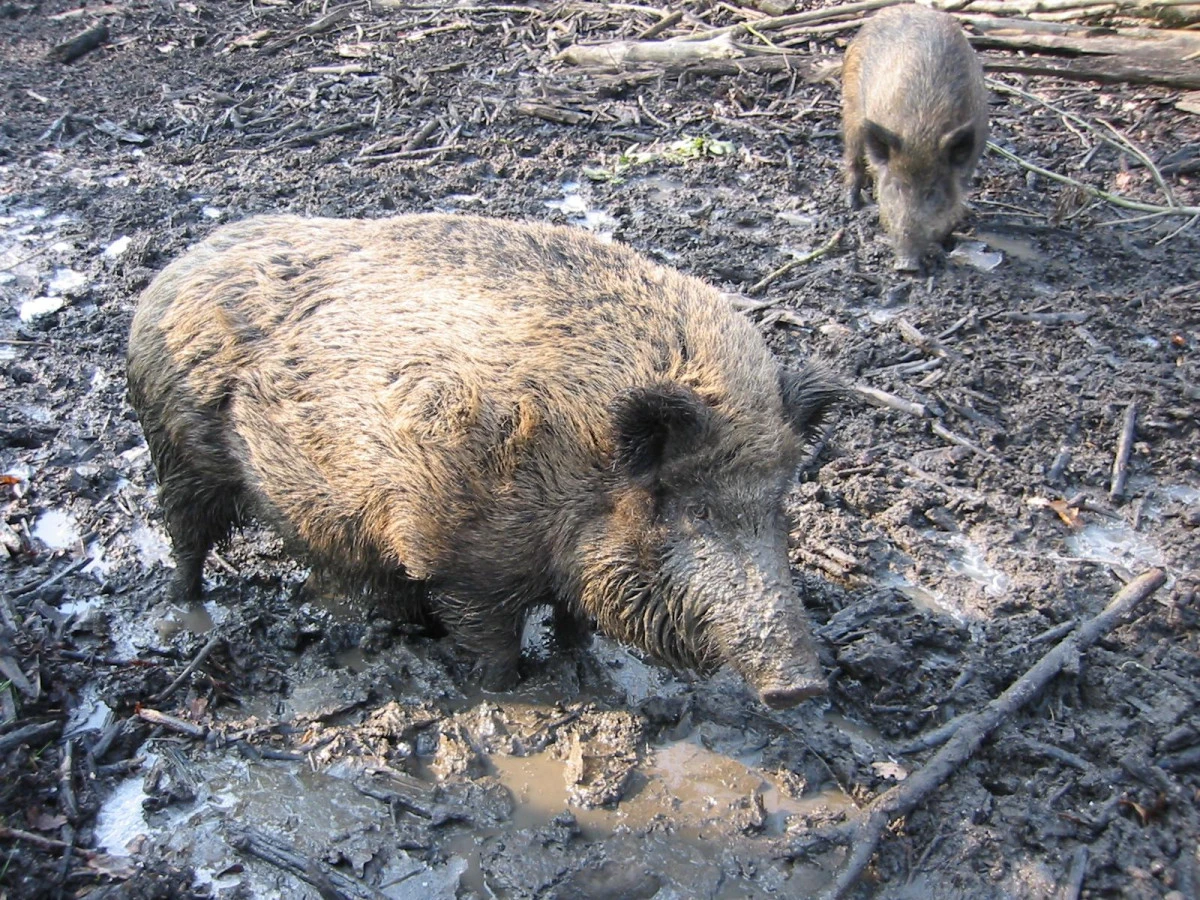 Domuz Neden Yaratıldı?