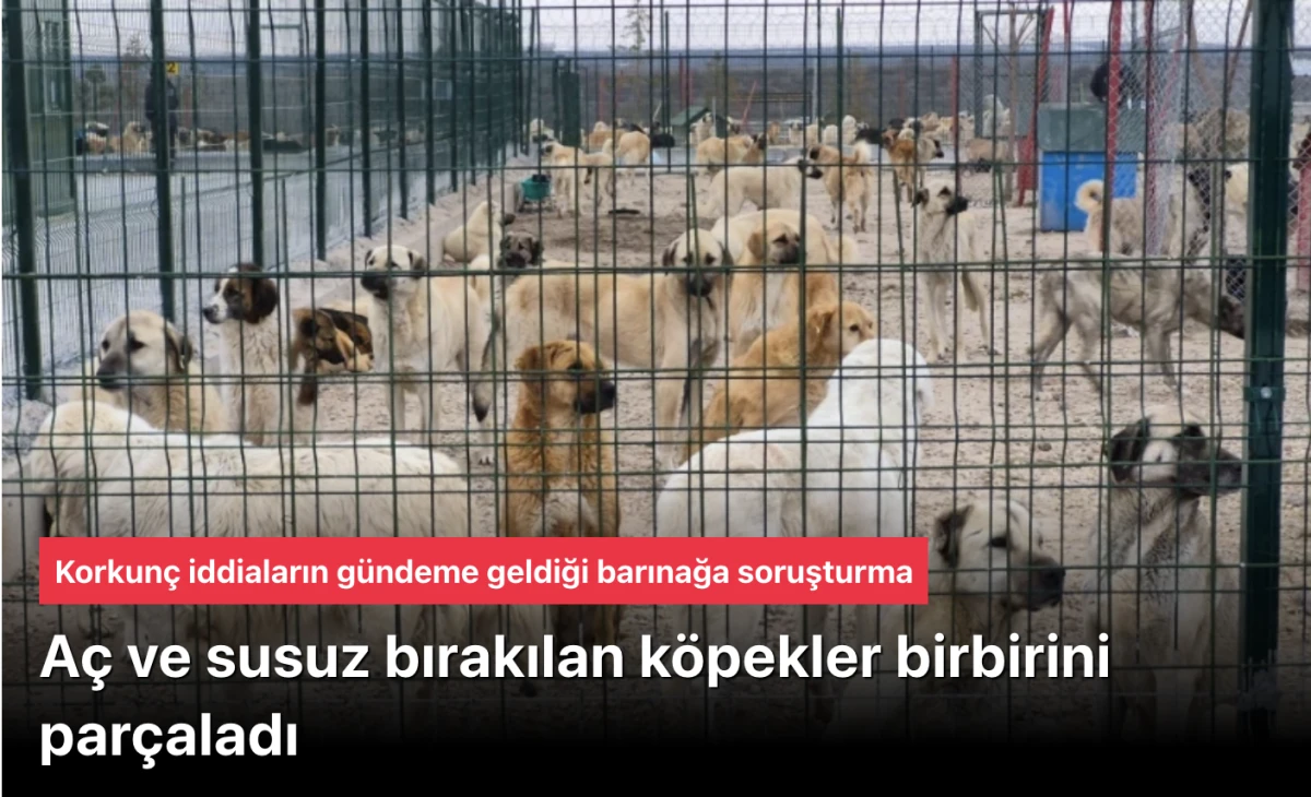Eskişehir Barınağında A&ccedil; K&ouml;pekler Birbirini Par&ccedil;aladı İddiası: Soruşturma Başlatıldı ve Tepkiler &Ccedil;ığ Gibi