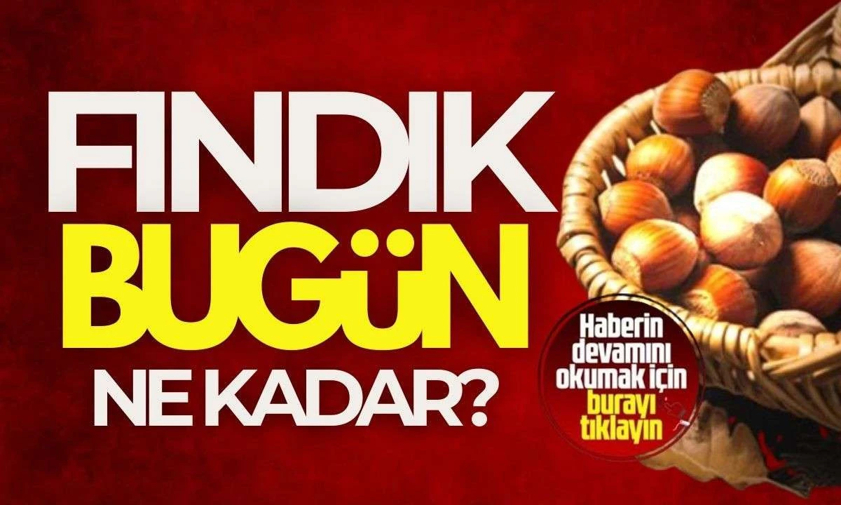 Fındık Fiyatları: Samsun, Trabzon, Ordu ve Giresun’da 4 Kasım 2025 Güncel Fiyatlar Ne Kadar?