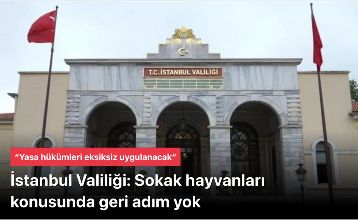 İstanbul Valiliği: Sokak hayvanları konusunda geri adım yok