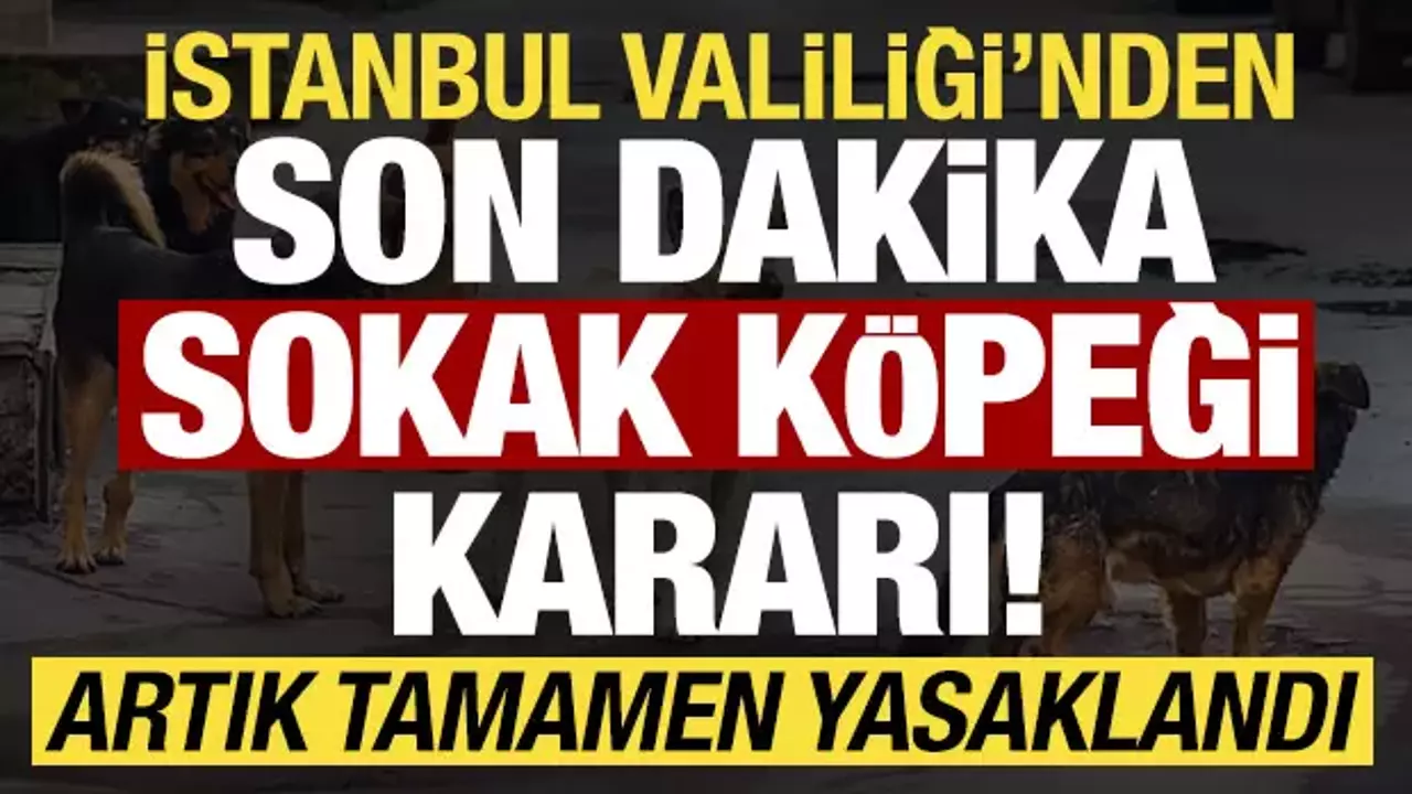 İstanbul Valiliği&rsquo;nden Başıboş K&ouml;pek Sorununa Sert Adım: Toplamayan Belediyeler Savcılığa Bildirilecek! Mayıs Sonuna Kadar S&uuml;re Verildi