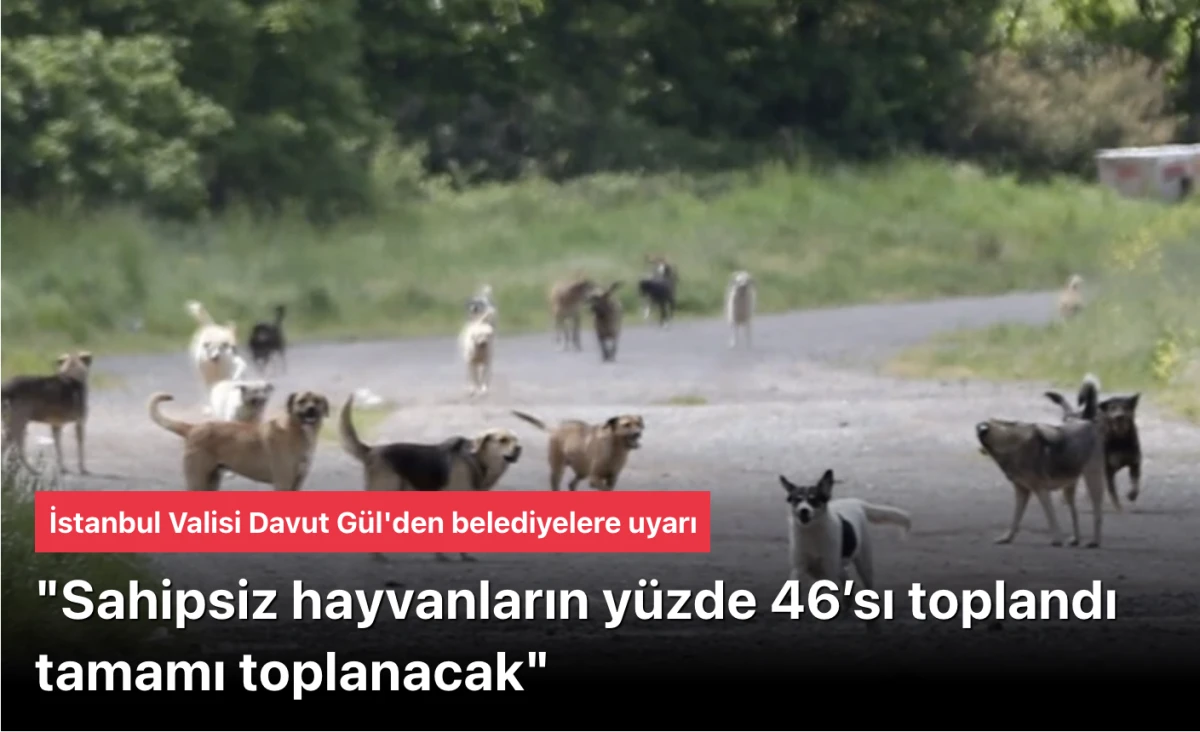 İstanbul Valisi Davut G&uuml;l: Sahipsiz Hayvanların Y&uuml;zde 46&rsquo;sı Toplandı, Kalanların Tamamı Toplanacak