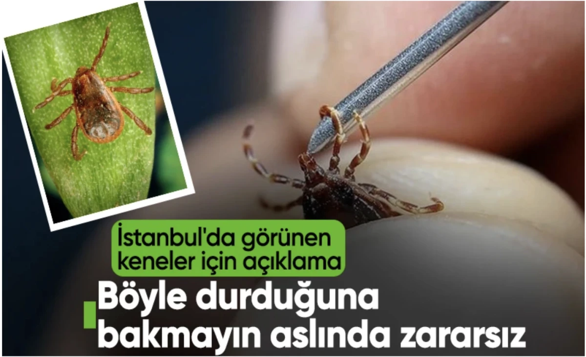İstanbul'da görülen kenelerin türü belli oldu! Zararsız 