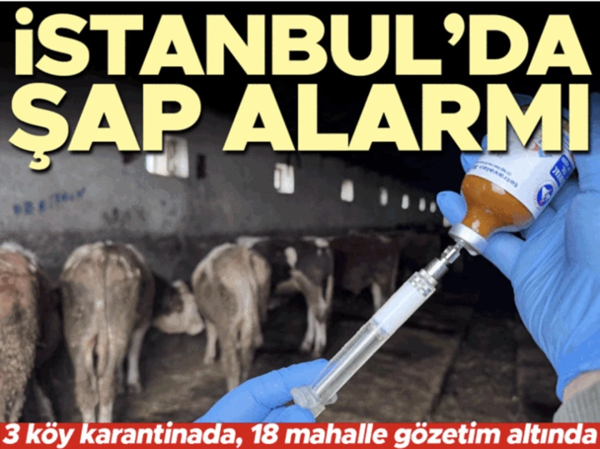 İstanbul'da şap olayı: Şile'de 3 köy karantinada, 18 mahalle gözetim altında