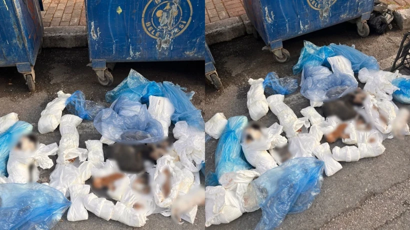 İzmir Buca'da Poşetler İ&ccedil;inde 33 &Ouml;l&uuml; Kedi Bulundu: Vahşet Soruşturması S&uuml;r&uuml;yor!