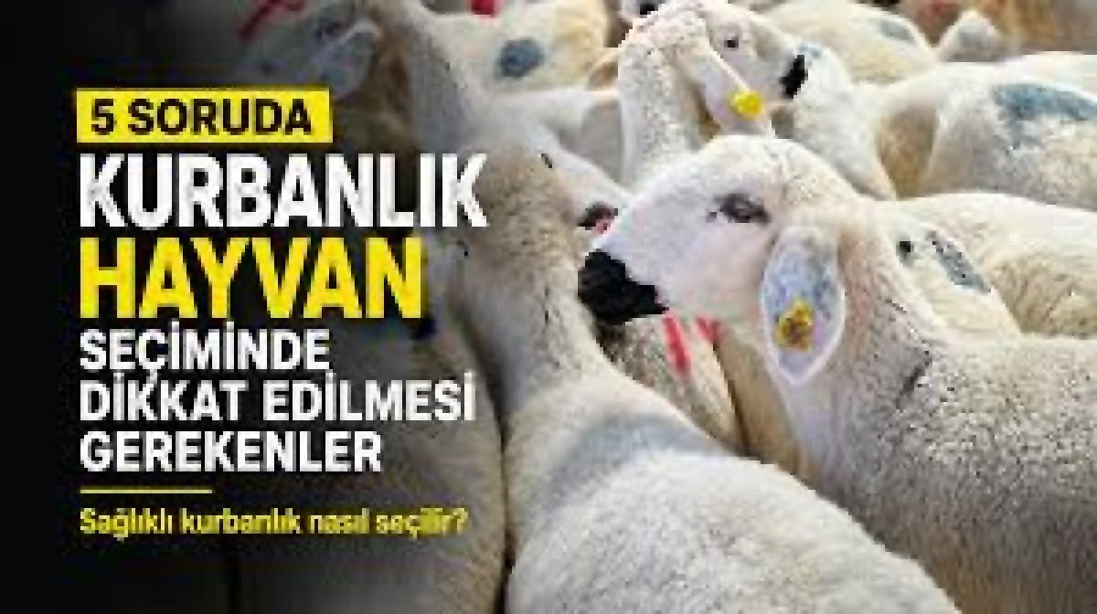 Kurbanlık Hayvan Se&ccedil;iminde Dikkat Edilmesi Gerekenler: Diyanet&rsquo;in 5 Altın Kuralı