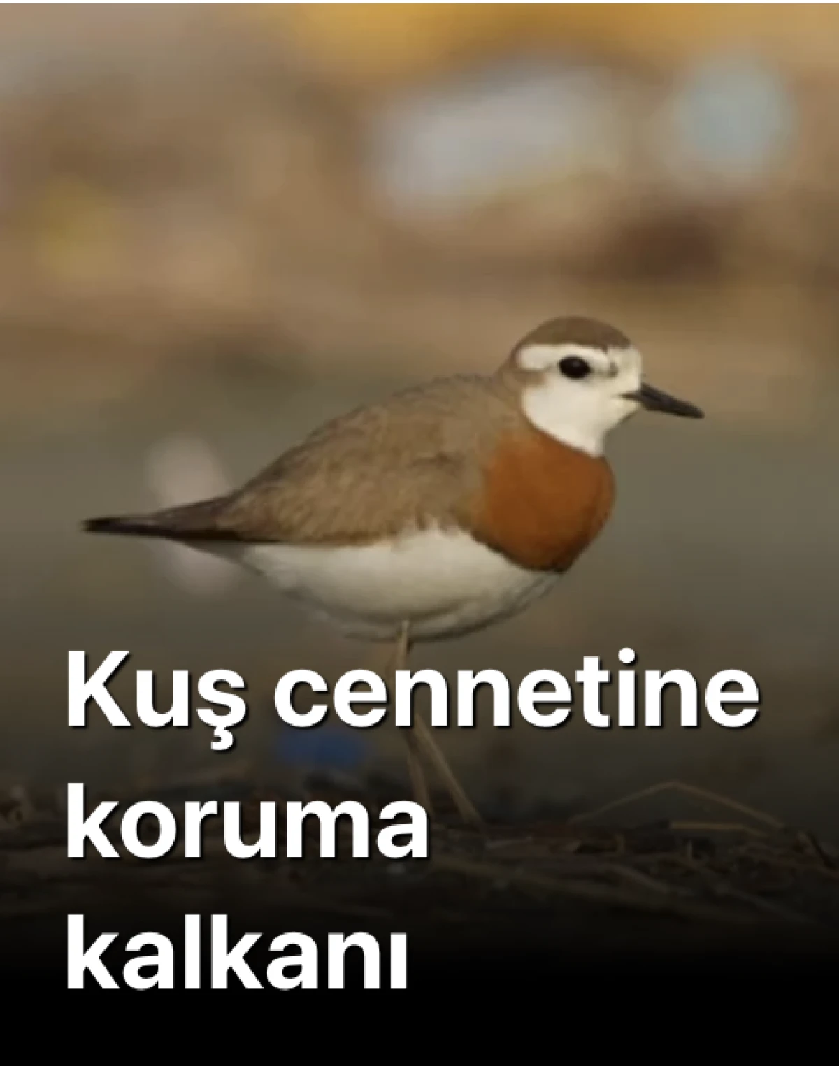 Kuş cenneti Milleyha ‘sit alanı’ oldu