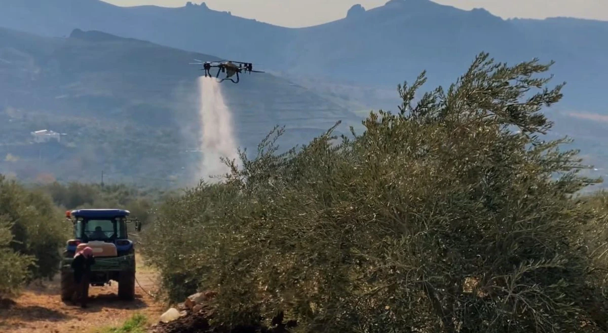 Mardin Belediyesi, Derik Zeytini İ&ccedil;in Dal Kanserine Karşı Etkin M&uuml;cadele