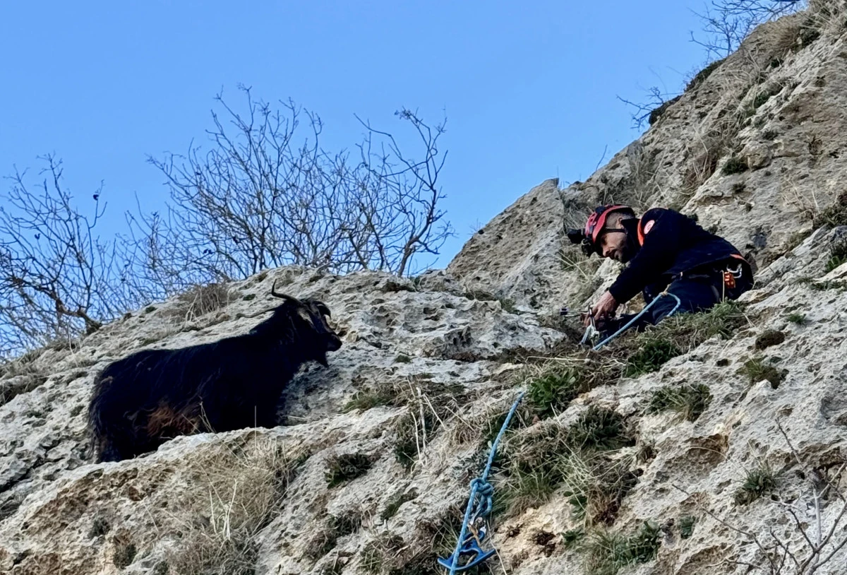 Mardin Midyat Sivrice Mahallesi'nde Mahsur Kalan Ke&ccedil;i AFAD Ekiplerince Kurtarıldı