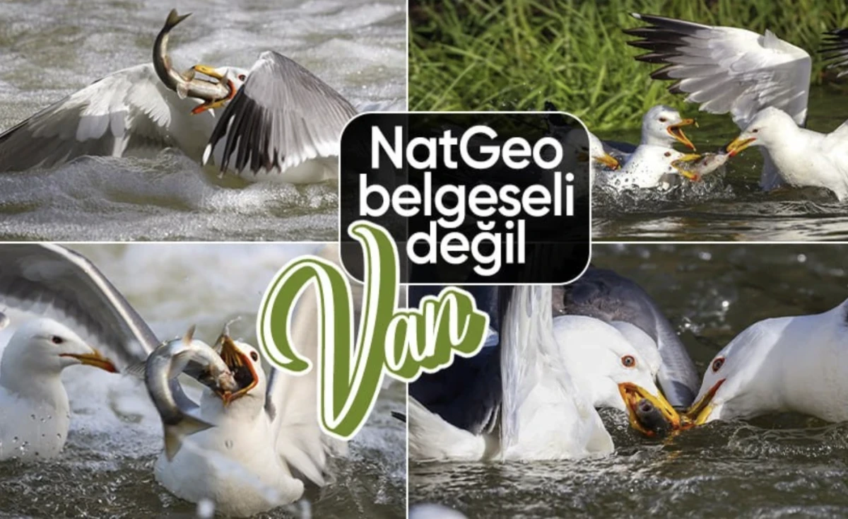 Martılar Van Gölü'ndeki inci kefallerini avladı