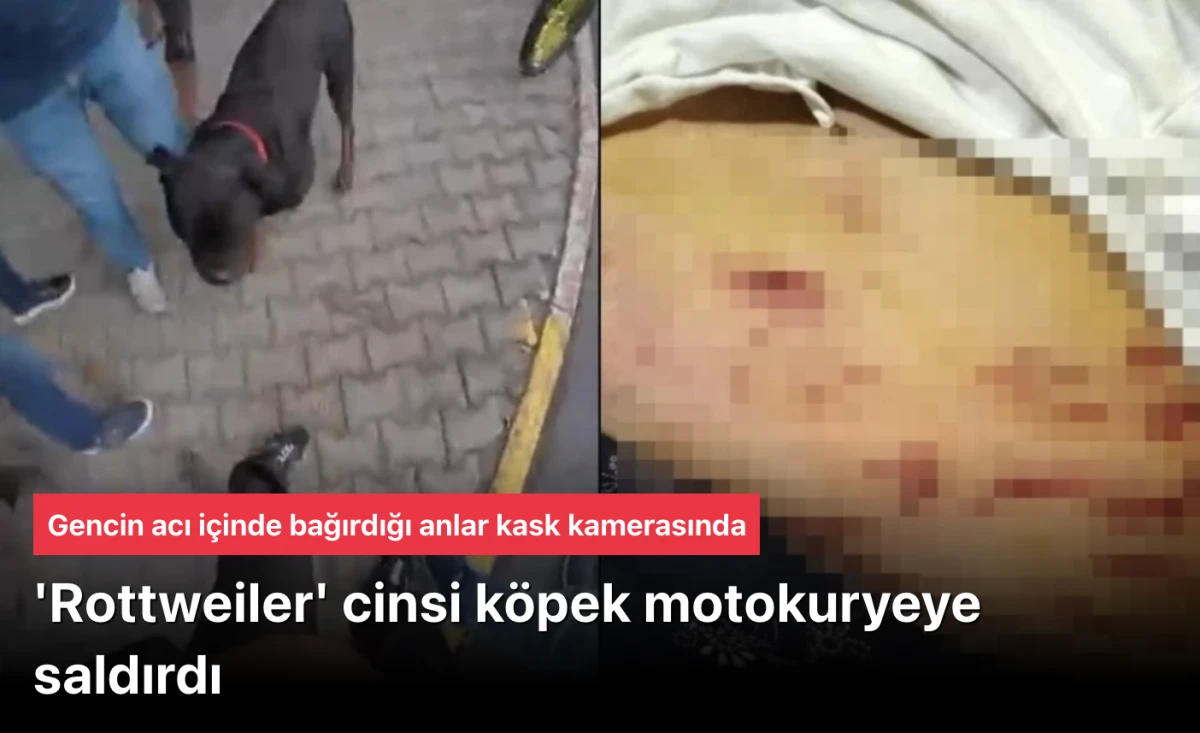 Mersin'de Rottweiler köpek dehşet saçtı! Önce kadına ardından motokuryeye...