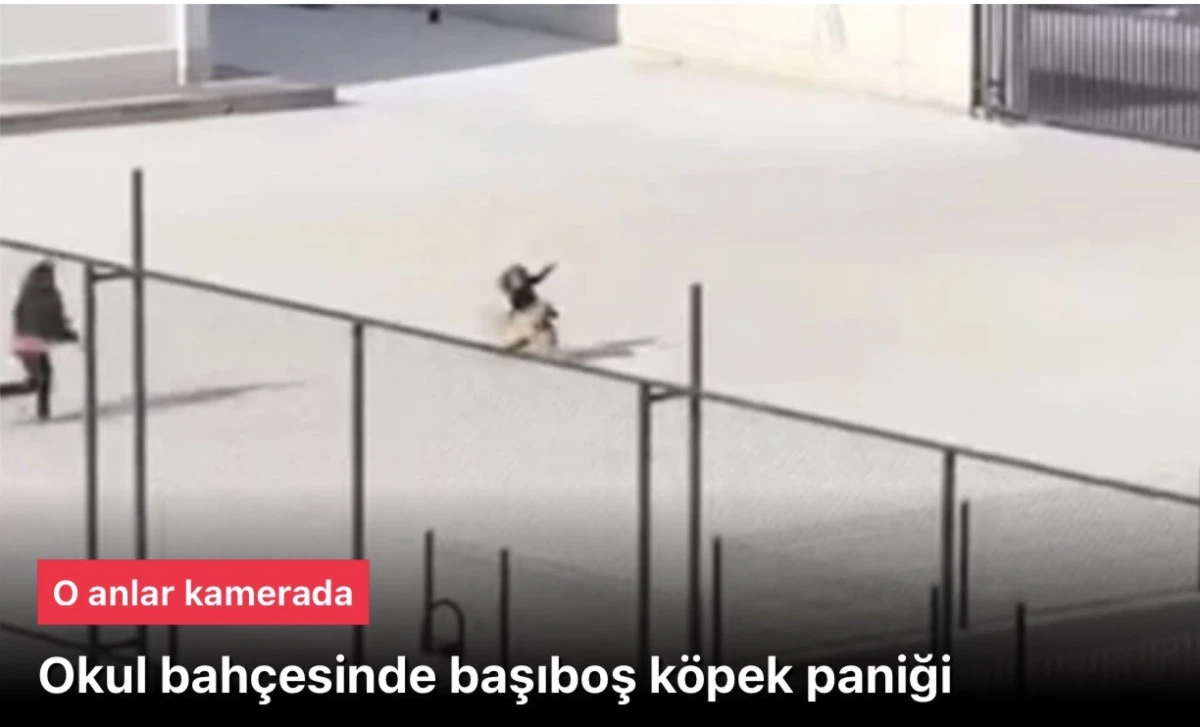Okul bahçesinde köpek paniği! O anlar kamerada