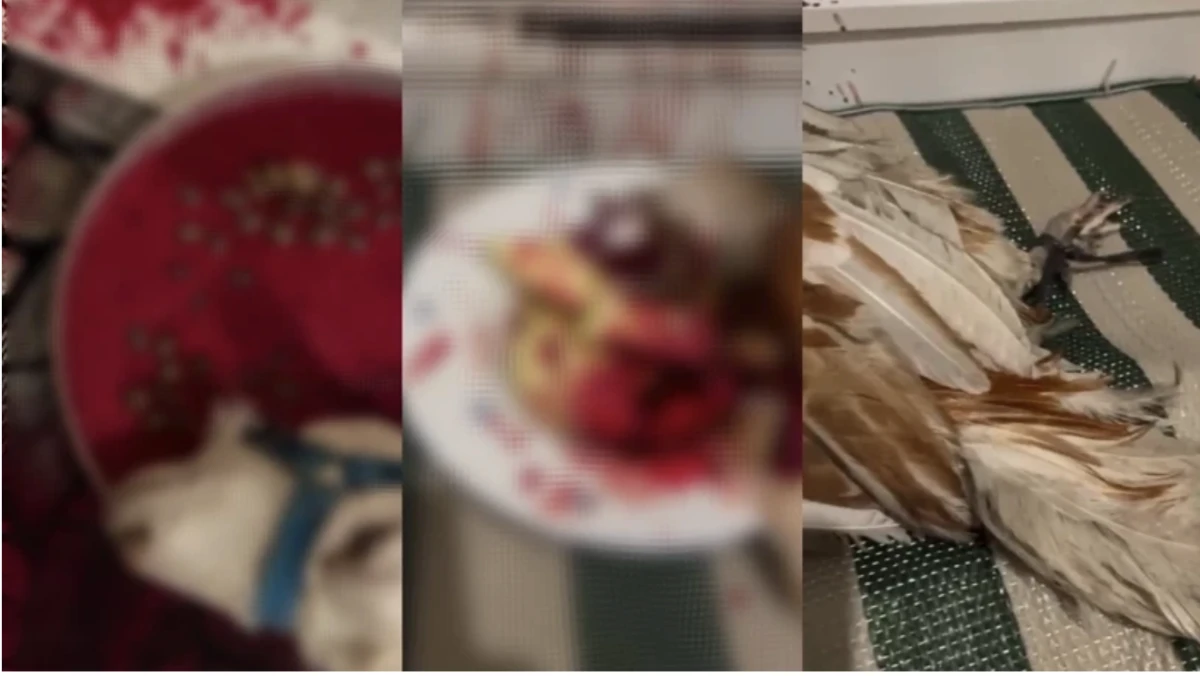 Şaman ayini için keçi ve horoz kesen kişi tutuklandı