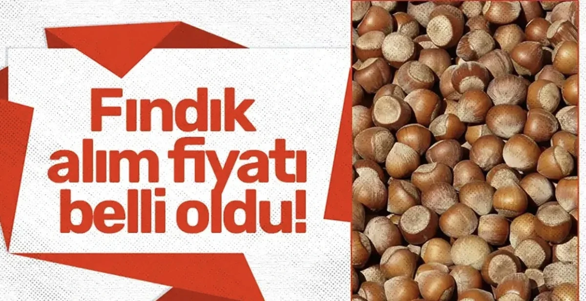 Serbest Piyasada Fındık Fiyatları Yükselişte: Samsun, Trabzon, Ordu ve Giresun’da 1 Kasım 2025 Güncel Fiyatlar Ne Kadar?