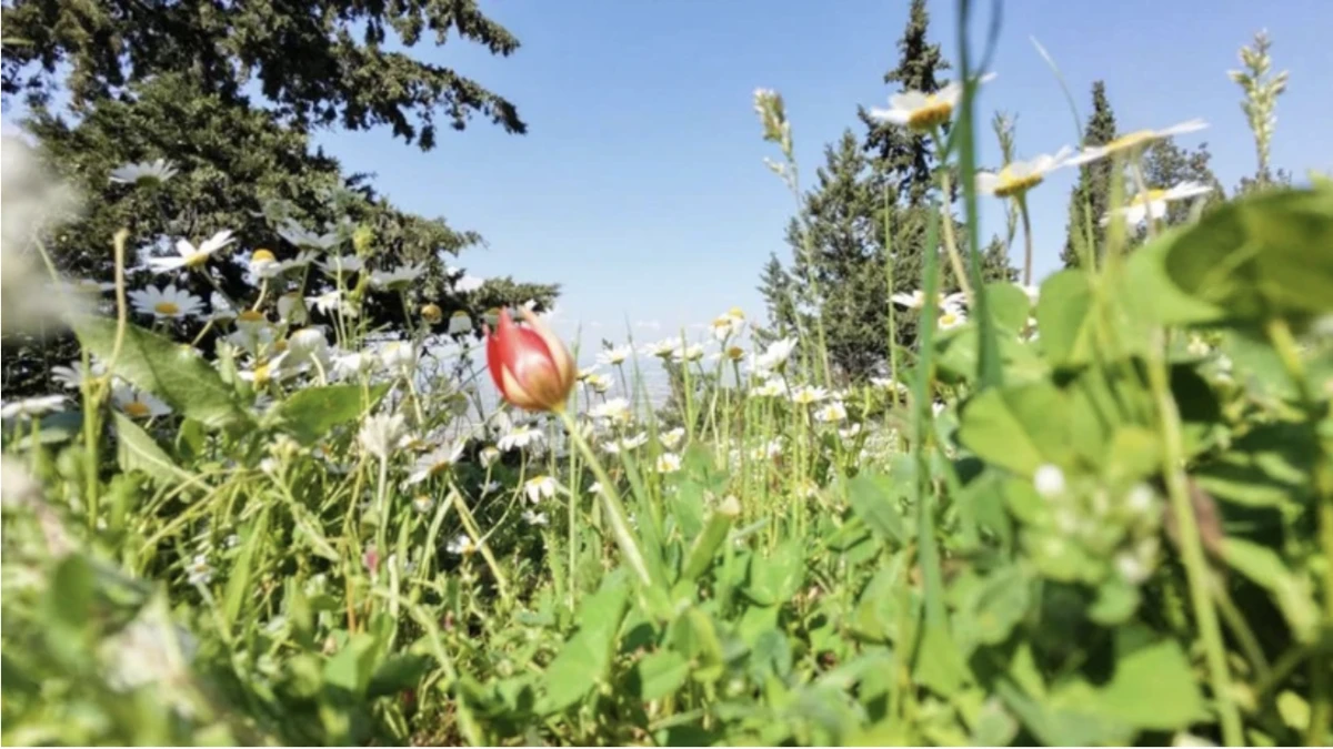 Son Dakika: Manisa Lalesine Dokunan Yandı! Koparmanın Cezası 699 Bin 245 TL&rsquo;ye Y&uuml;kseldi