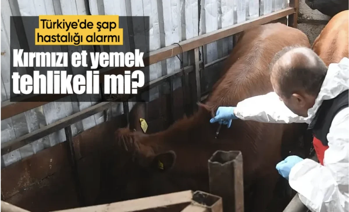 Türkiye'de şap hastalığı alarmı! Kırmızı et yemek tehlikeli mi? Bakanlıktan açıklama