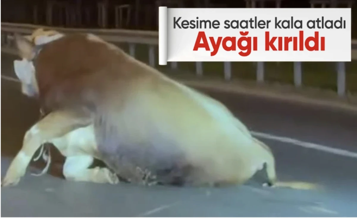Ümraniye'de dana kamyonetten atladı! Ayağı kırıldı