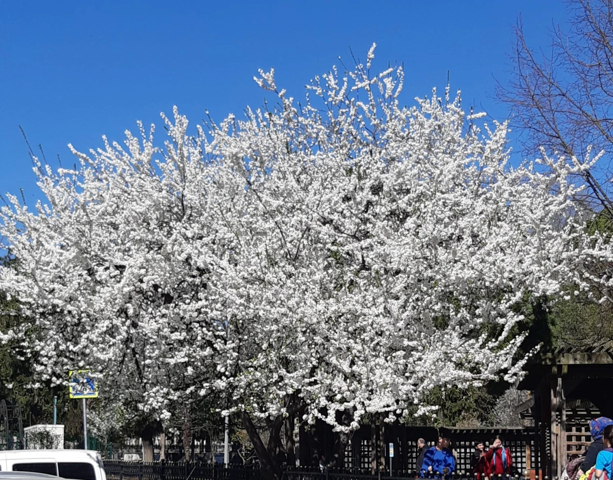 Zeynep MER&Ccedil;AN yazdı: BAHAR!