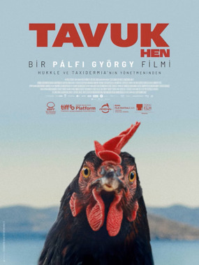 Tavuk